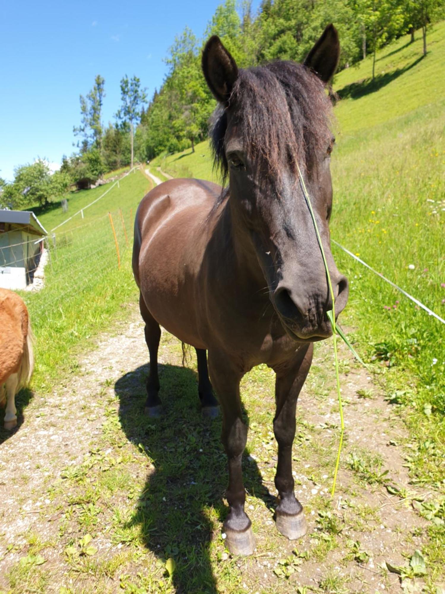 Ahlhof Villa Schladming Luaran gambar